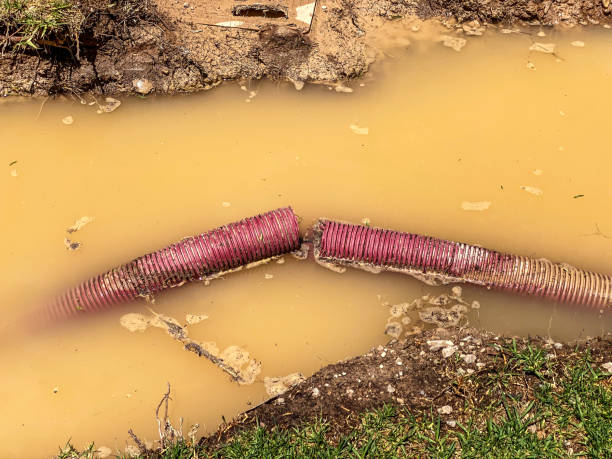 Best Basement water damage restoration  in Pho, IL